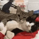 Huggies emote