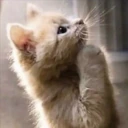pwease emote