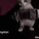 catAccordion emote
