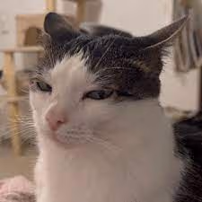 Luna emote