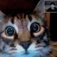 CatZoomCall emote