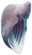 SharkPog emote