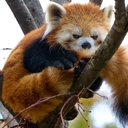 redpanda_mad emote