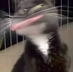 maluquete emote