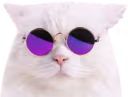 coolcat emote