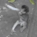 monkeyHug emote
