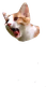 Cat_Screaming2 emote