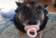 CachorroChupetao emote