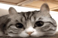 Look emote