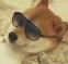 ChillPup emoji