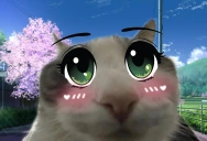 wiresu emote
