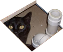 basementcat emote
