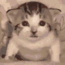 CatExplosion emote