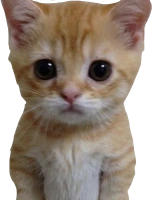 crying_cat emote