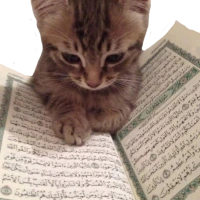 quran_cat emote