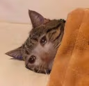 CE_SadSleep emote