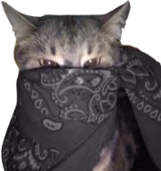 gray_bandana_cat emote