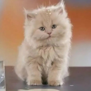 zululpa avatar