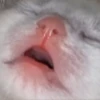 Catkekbutslep emote