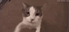 CatKiss emoji