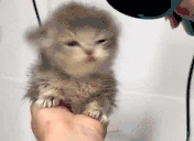 pomilsya emote
