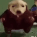 dogWalk emote