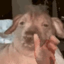 creatureRant emote