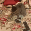 catMoney animated emote