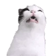 catSneeze emote