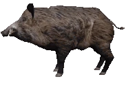 boaring emote