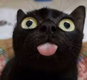 catdistracted emote