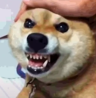cool_doggo emote