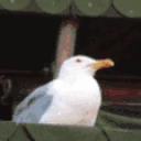 Seagull emote