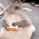 Monkey emote