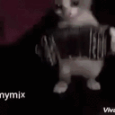 catAccordion animated emote