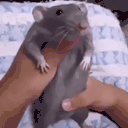 rataBaile animated emote
