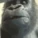 AYOO_Gorilla emote