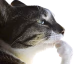hmm emote