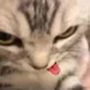 pzdr emote