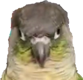 conure emote