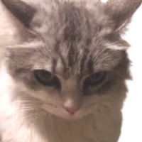 evilkitty emote