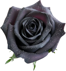 Blackrrosewithsparklingpetals emote
