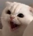 catexcited emote
