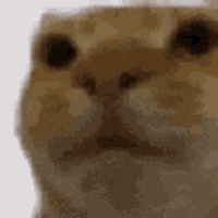 cat_stare emote
