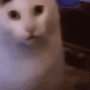 huh animated emote