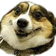 happyboi emote
