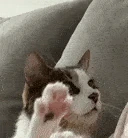 cat_hello emote