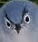 angerybird emote