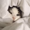 CE_AwakeButAtWhatCost2 emote