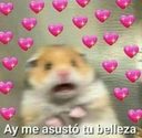 hamster_blush emote